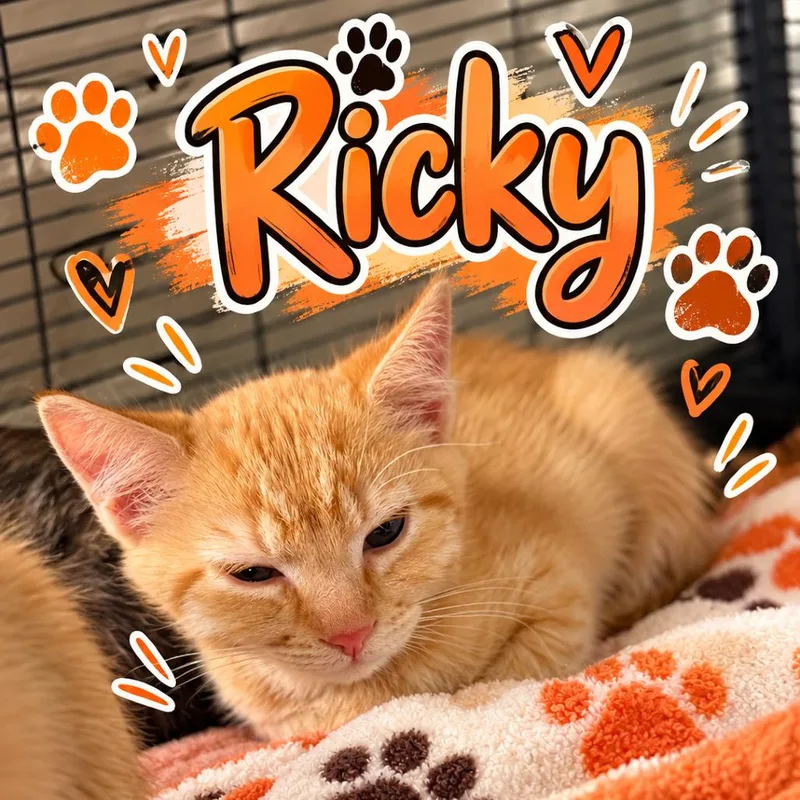 Ricky thumbnail 2