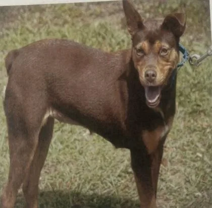 An adult medium-sized female Australian Kelpie dog named Lil Minnie for adoption in Daytona Beach, FL