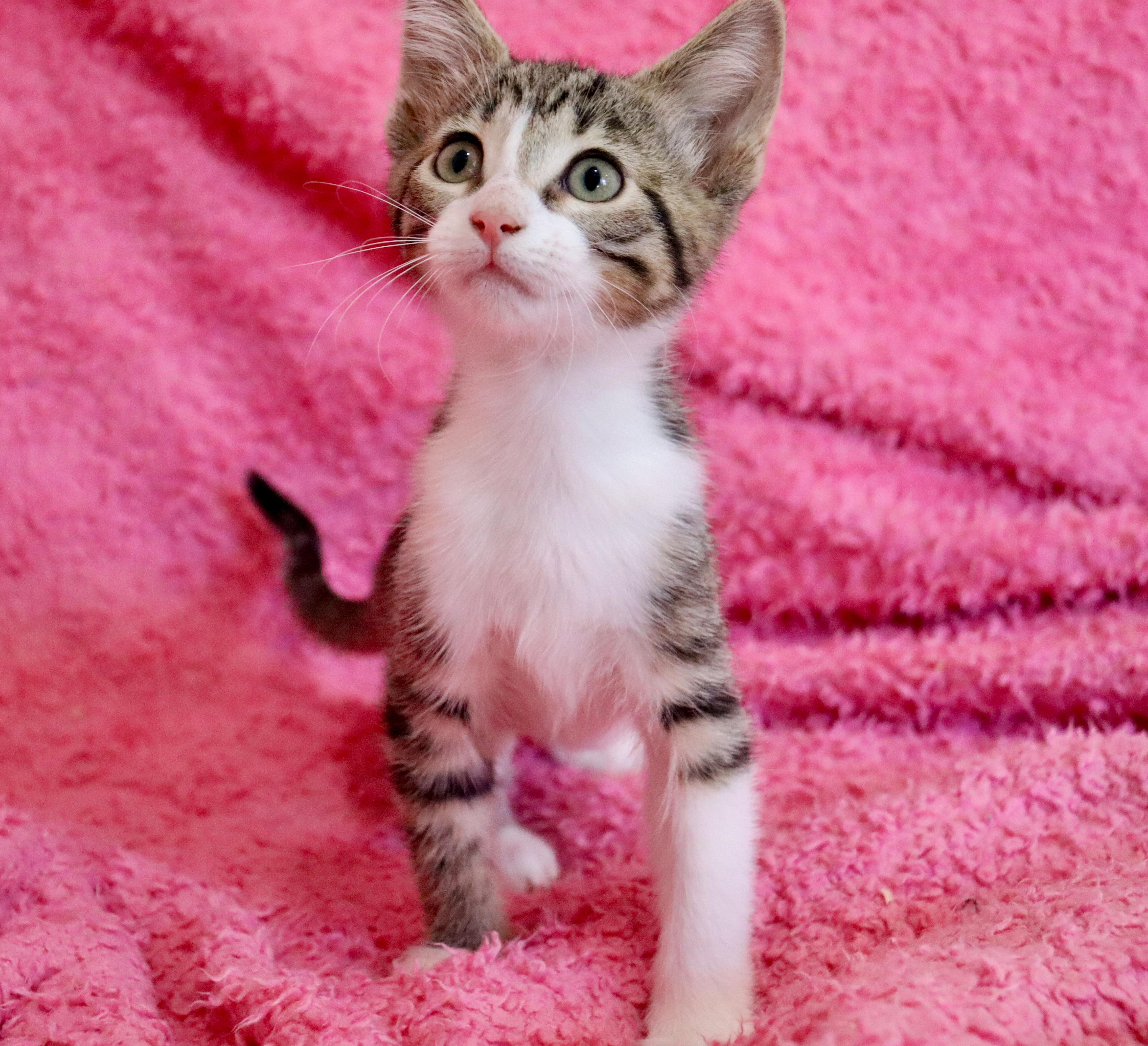 A baby medium-sized female Tabby (Brown / Chocolate) Domestic Short Hair cat named Sparrow for adoption in Saint Augustine, FL
