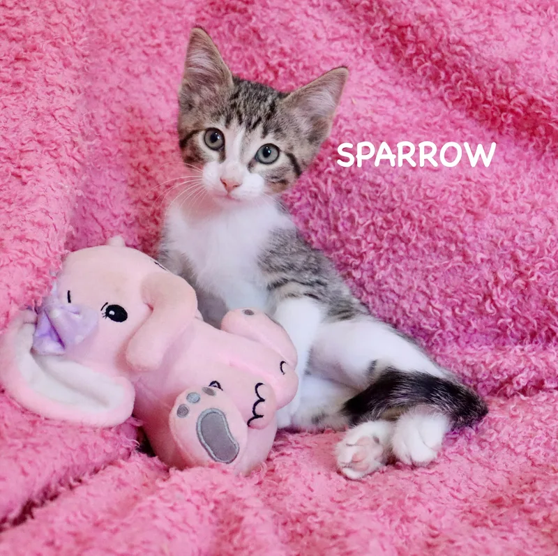 Sparrow thumbnail 3