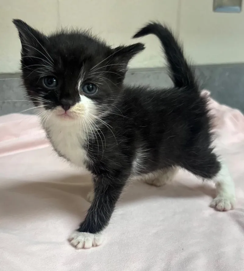 A baby medium-sized female Domestic Short Hair cat named Lunabelle for adoption in Greeneville, TN