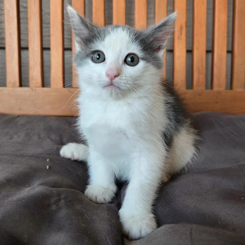 A baby small-sized female White American Shorthair cat named Little D for adoption in Calimesa, CA