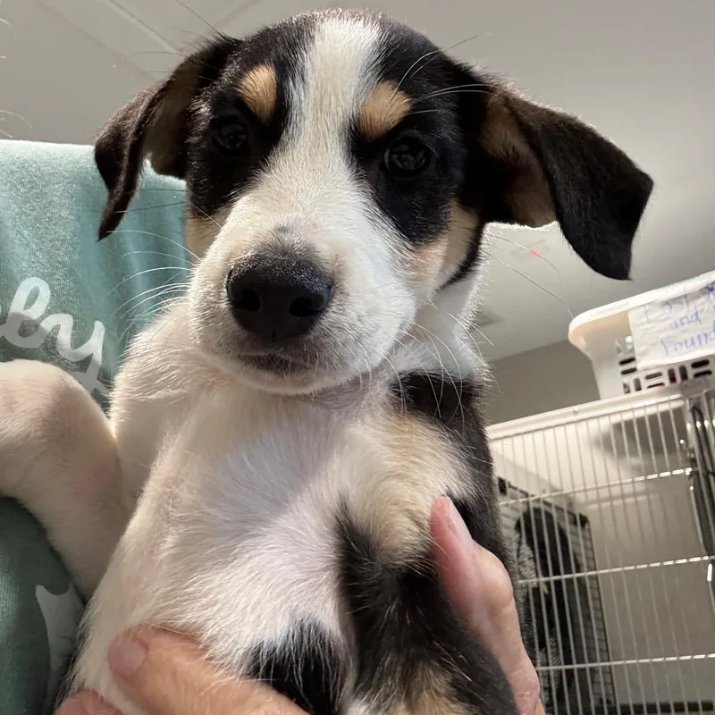 A baby medium-sized female Hound dog named Juliette for adoption in Cumming, GA