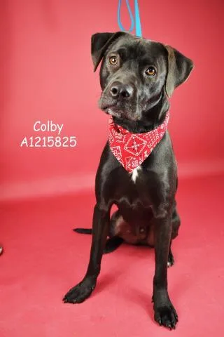Colby Urgent! Longtime