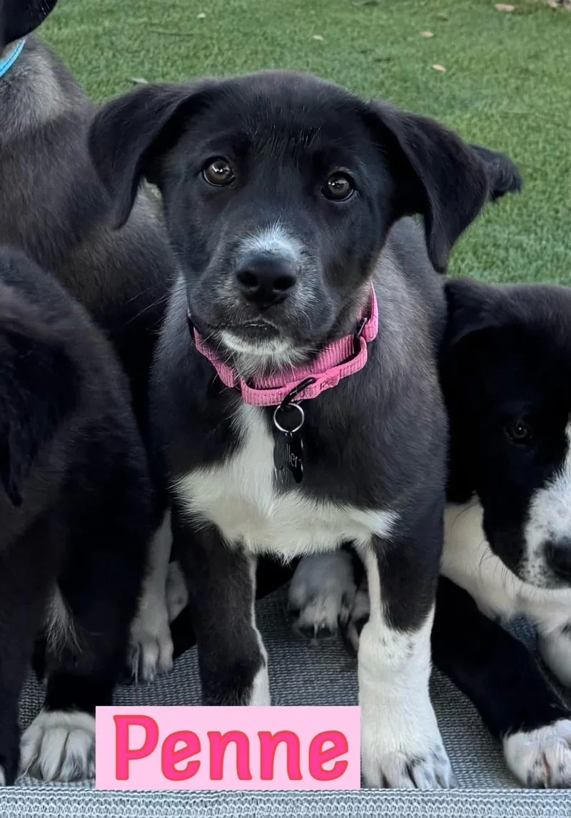 A baby large-sized female Labrador Retriever dog named Penne for adoption in Southlake, TX