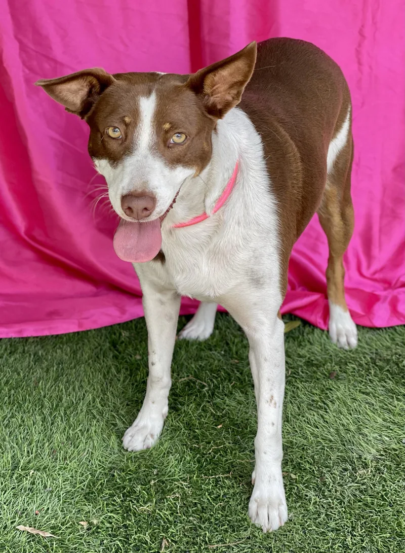 A young medium-sized female Brown / Chocolate Australian Kelpie dog named Eloise for adoption in Rowland Heights, CA
