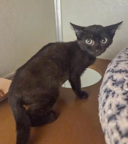 A baby small-sized female Domestic Short Hair cat named Nebula for adoption in Fresno, CA