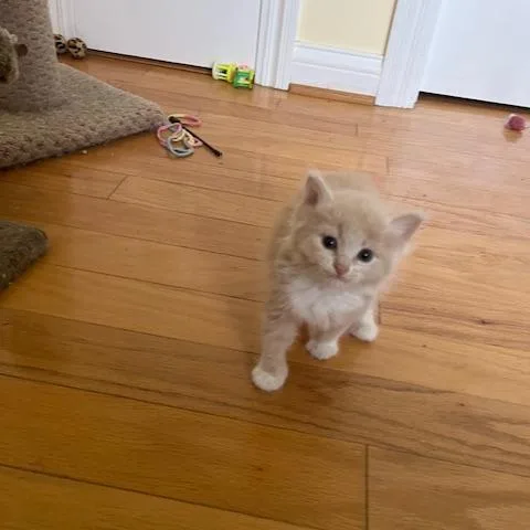 A baby small-sized female Buff / Tan / Fawn Domestic Short Hair cat named Ember for adoption in Melbourne, KY