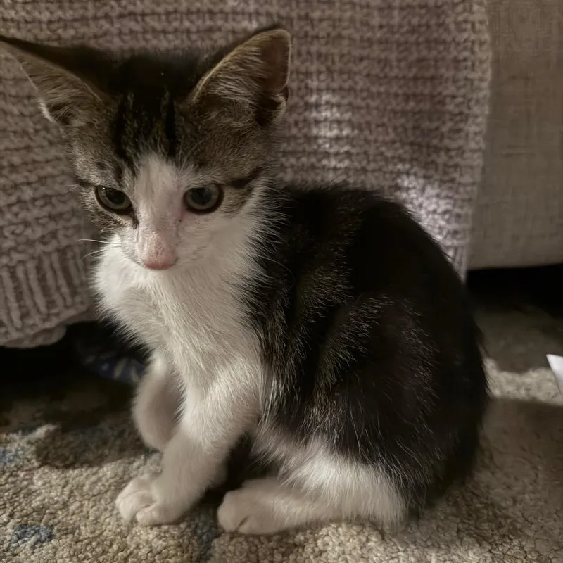A baby small-sized male Gray / Blue / Silver Domestic Short Hair cat named Mai Tai for adoption in La Grange, KY