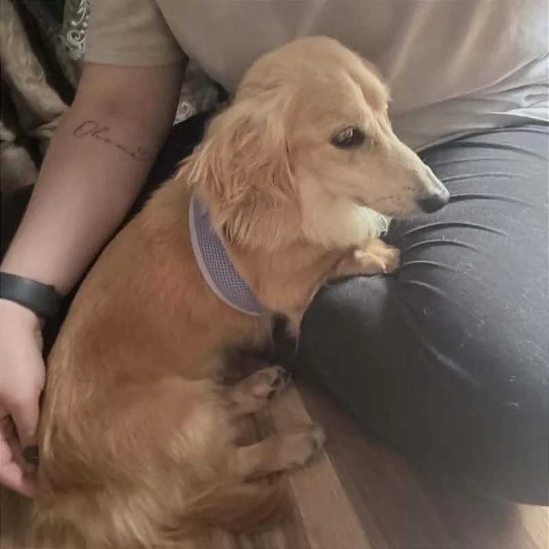 An adult small-sized female Dachshund (Miniature Long Haired) dog named Minnie for adoption in Helena, AL