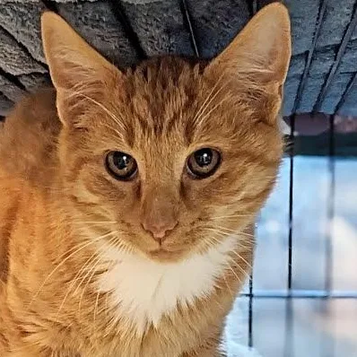 Mike Hannigan thumbnail 2