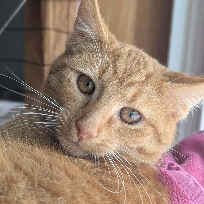 Mike Hannigan thumbnail 4