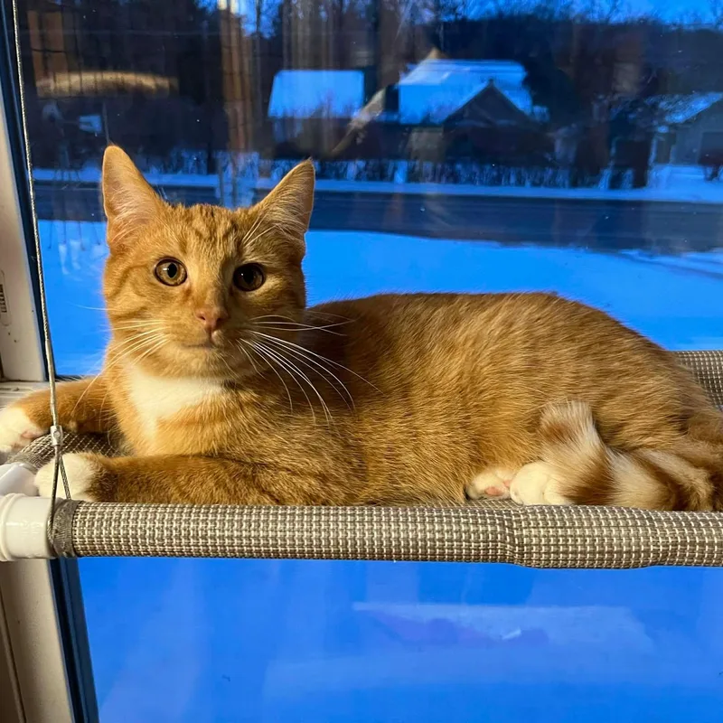 Mike Hannigan thumbnail 6