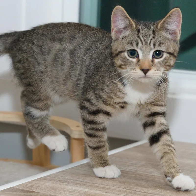 A baby small-sized male Black Domestic Short Hair cat named Gw K Yellow for adoption in Natick, MA