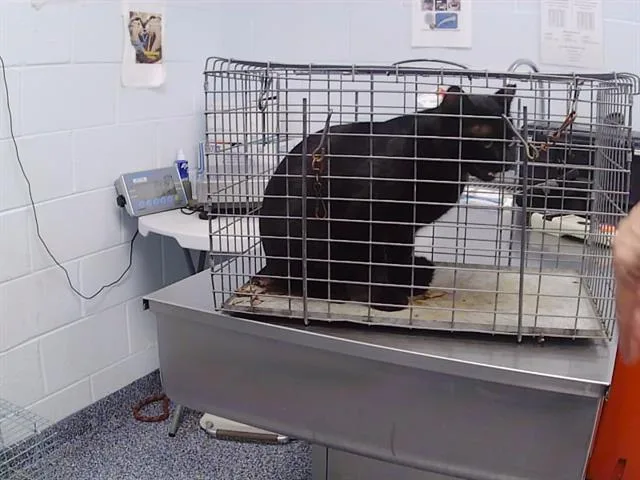 A young large-sized male Domestic Short Hair cat named Beeboat for adoption in Charlotte, NC