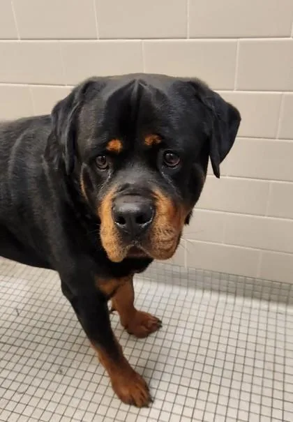 An adult extra large-sized male Rottweiler dog named Prime Rib for adoption in Bellevue, WA