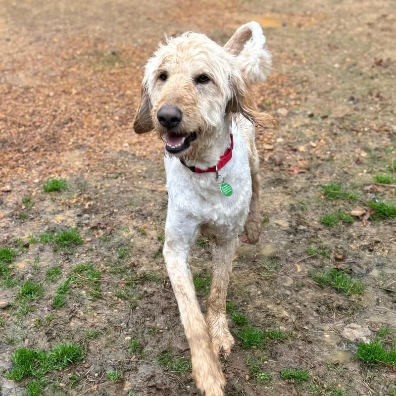 An adult large-sized male Yellow / Tan / Blond / Fawn Poodle dog named Stashmo for adoption in Fredericksburg, VA