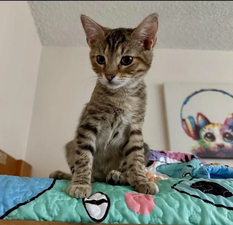 A young medium-sized female Gray / Blue / Silver Domestic Short Hair cat named Tiger Lily for adoption in Gardena, CA