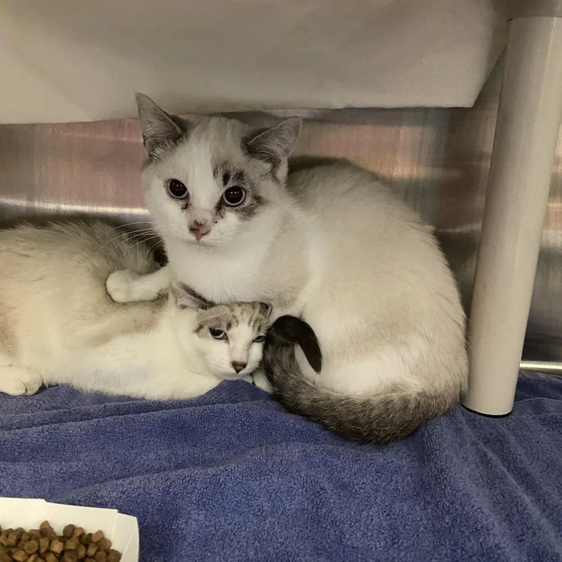 A baby small-sized male Siamese cat named Jake for adoption in Philadelphia, PA