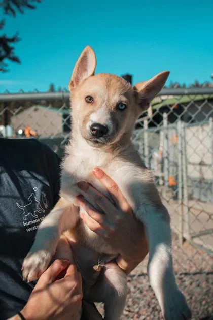 A young medium-sized male Mixed Breed dog named Quartz for adoption in Missoula, MT