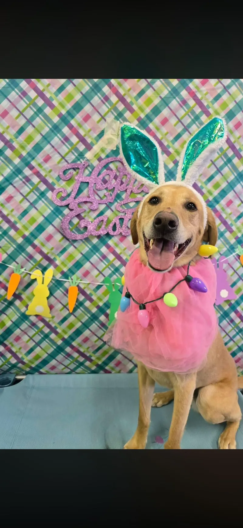 An adult large-sized male Labrador Retriever dog named Duttin for adoption in Salt Lake City, UT