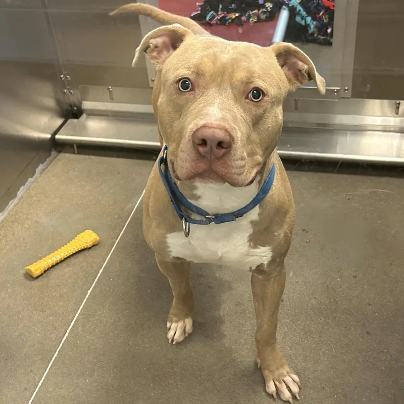 Rex thumbnail 2