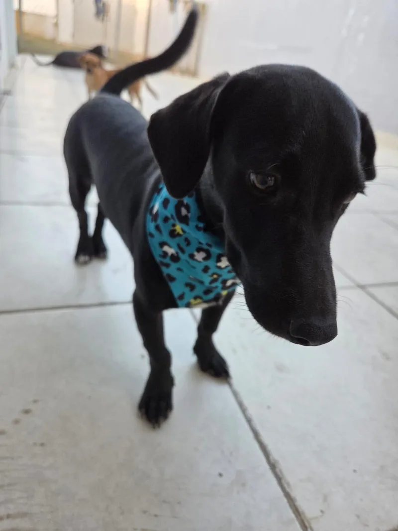 A young small-sized male Dachshund dog named Boots for adoption in New York, NY