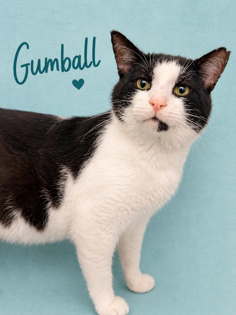 An adult medium-sized male Domestic Short Hair cat named GumballWillow Grove for adoption in Greenville, DE