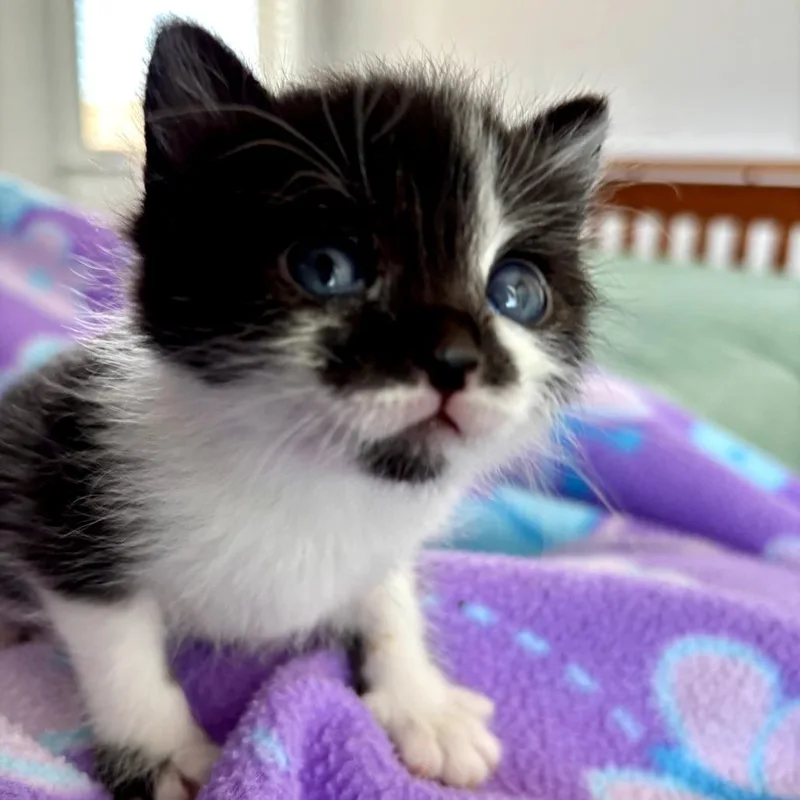 A baby small-sized female Black Domestic Short Hair cat named Nala for adoption in Brownsboro, AL