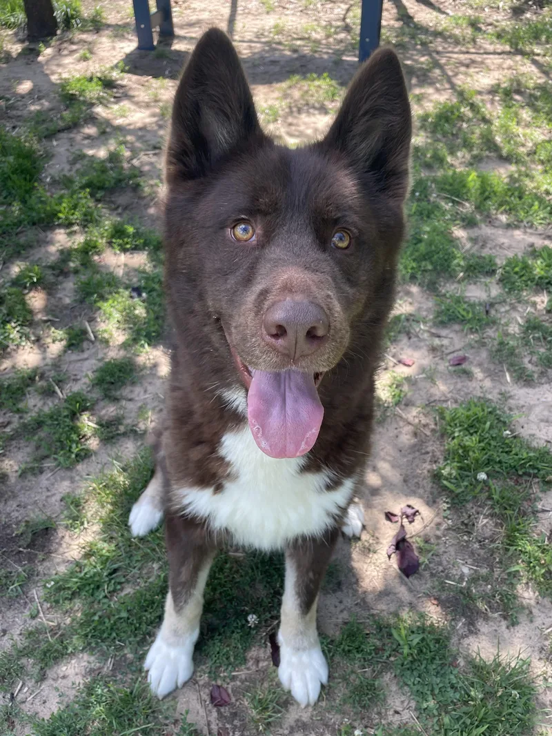 A young medium-sized male Brown / Chocolate Mixed Breed dog named Bear for adoption in Mishawaka, IN