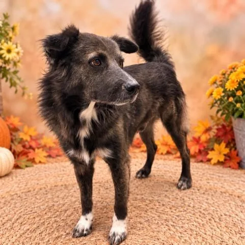 A young medium-sized male Bicolor Australian Shepherd dog named Fluffy for adoption in Williston, VT