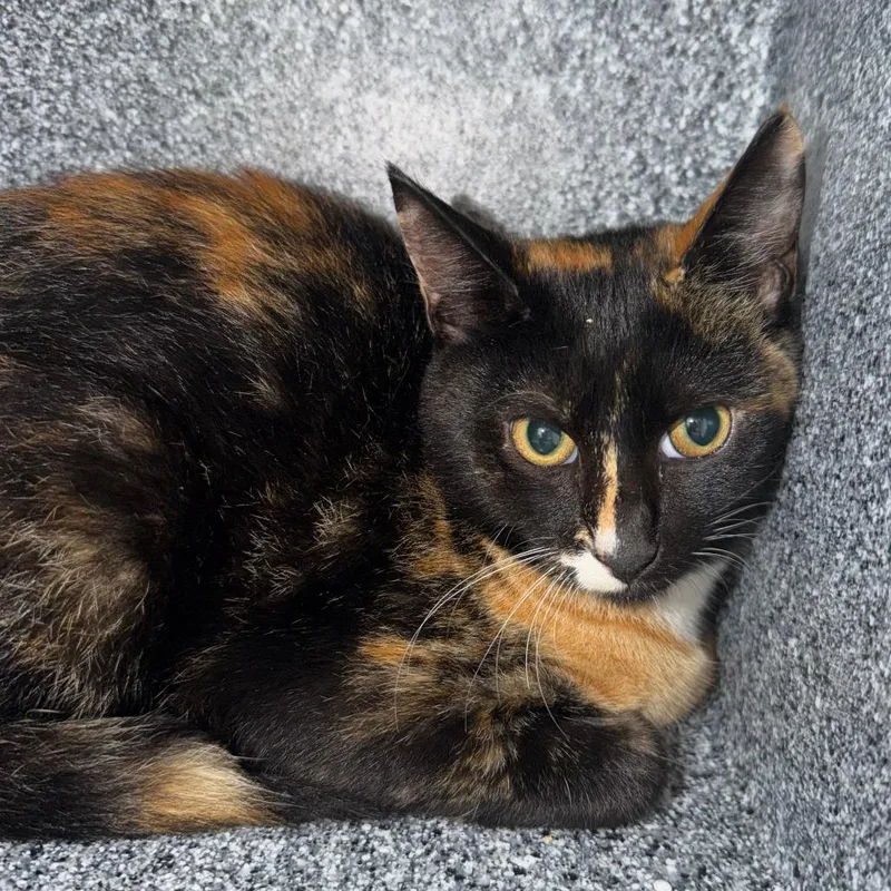 A young small-sized female Tortoiseshell Domestic Short Hair cat named Melon for adoption in Birmingham, AL