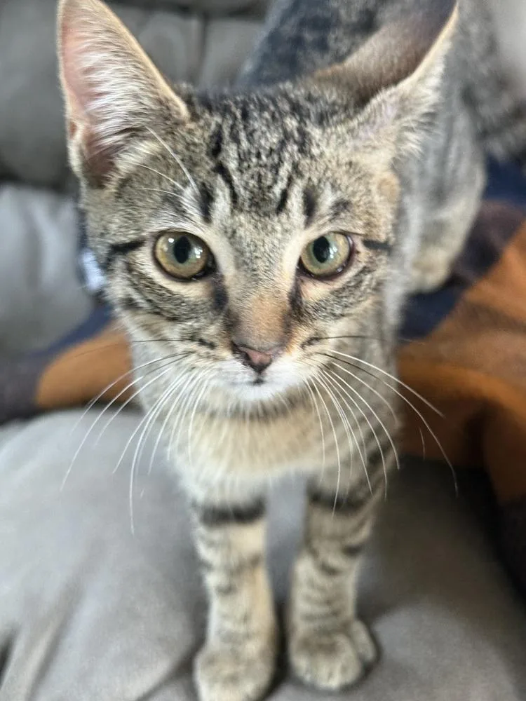 Piper