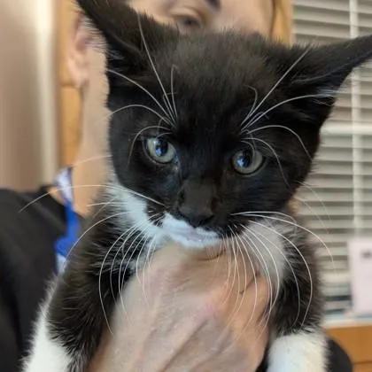 An adult small-sized male Domestic Short Hair cat named Angel for adoption in Voorhees, NJ