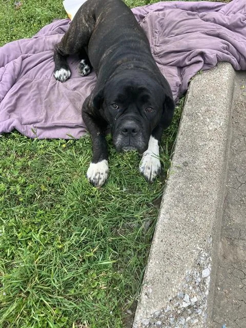 An adult extra large-sized male Mixed Breed dog named Bruce for adoption in Dallas, TX