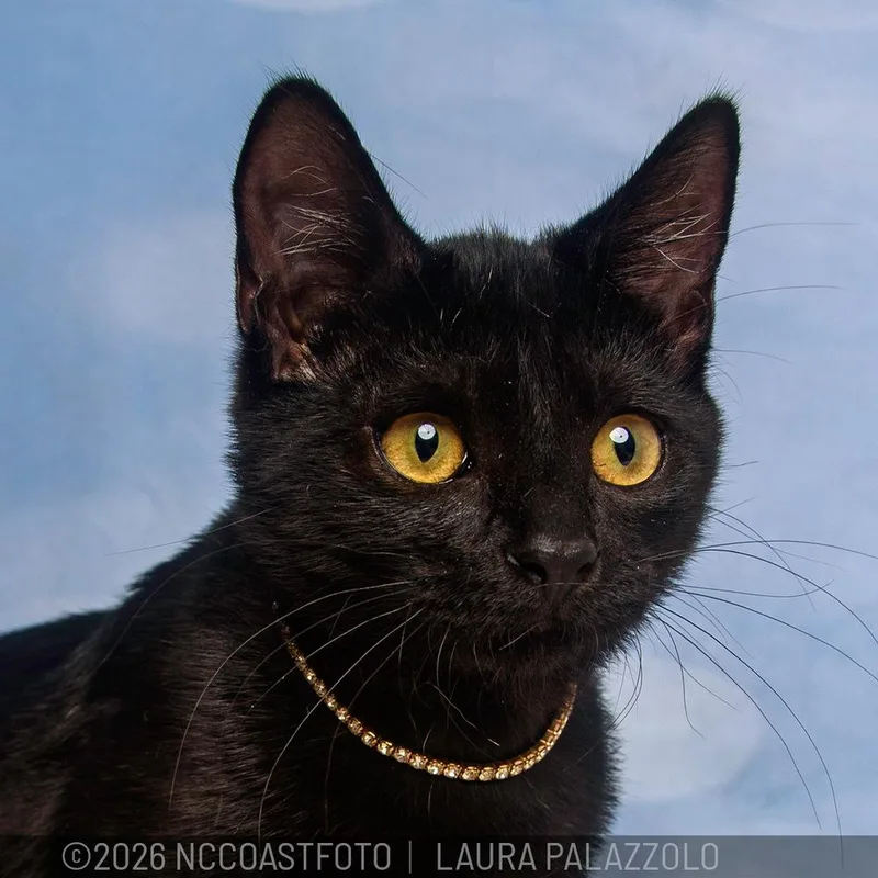 A baby medium-sized female Black Domestic Short Hair cat named Trouble for adoption in Emerald Isle, NC