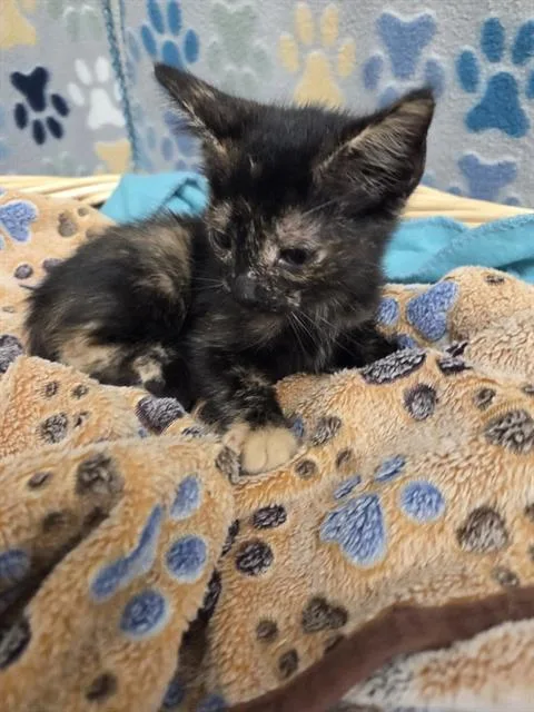A baby small-sized female Domestic Short Hair cat named Carmella for adoption in Rosenberg, TX