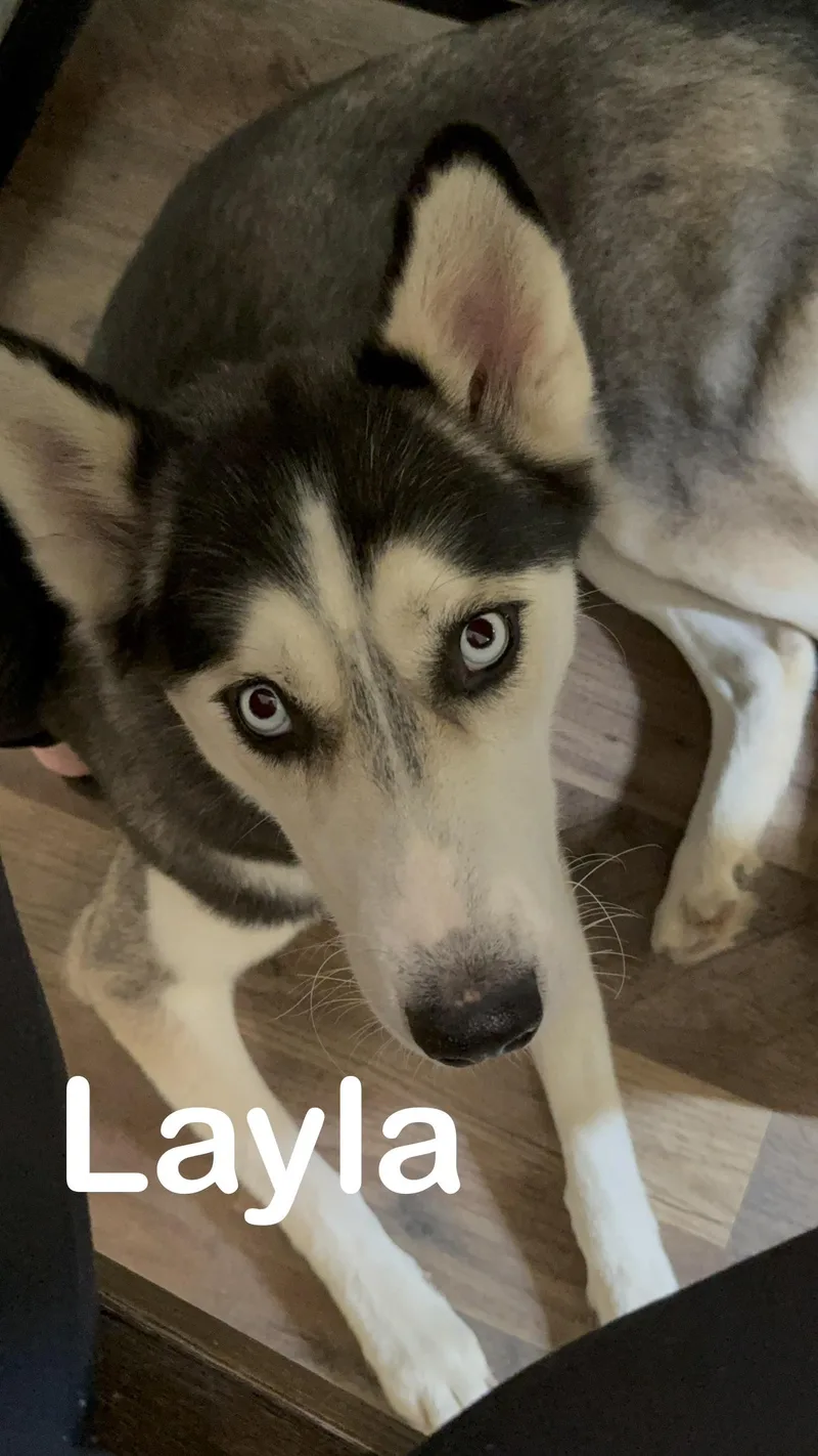 Layla thumbnail 2