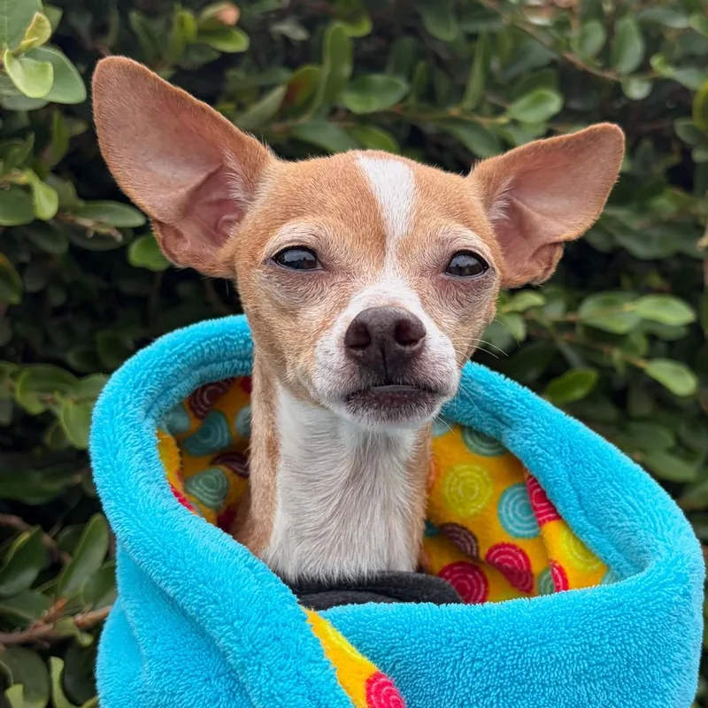 A young small-sized female Yellow / Tan / Blond / Fawn Chihuahua dog named Missy for adoption in Santa Barbara, CA