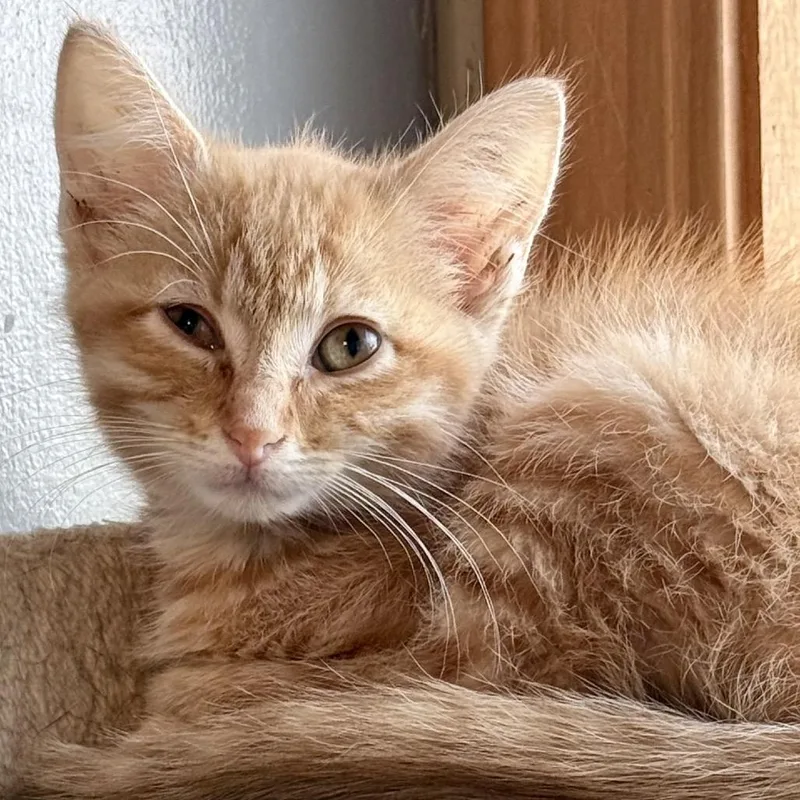 A baby small-sized female Orange / Red Domestic Short Hair cat named Maple for adoption in Marion, IL