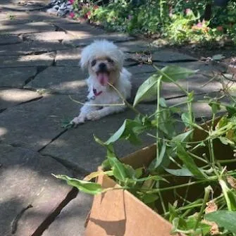 An adult small-sized male Apricot / Beige Mixed Breed dog named Kzeppelin for adoption in Tulsa, OK