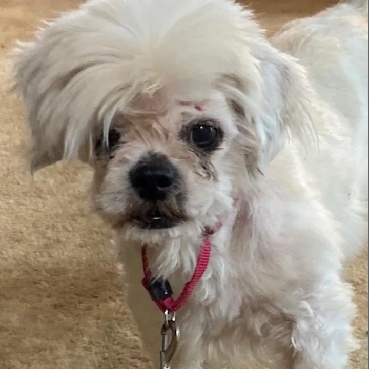 Kzeppelin thumbnail 2