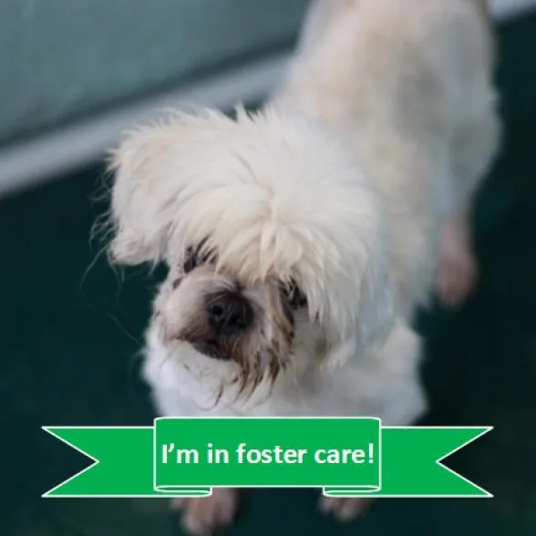 Kzeppelin thumbnail 3