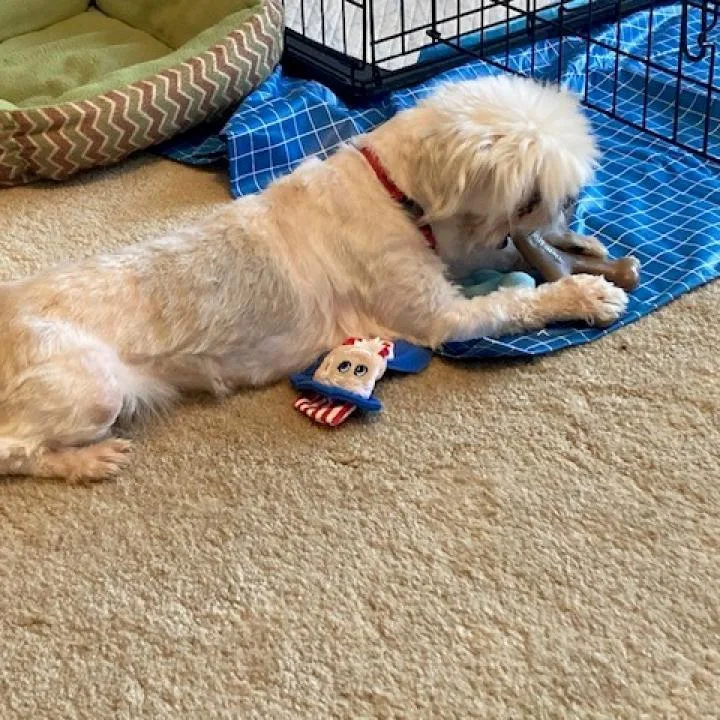 Kzeppelin thumbnail 4