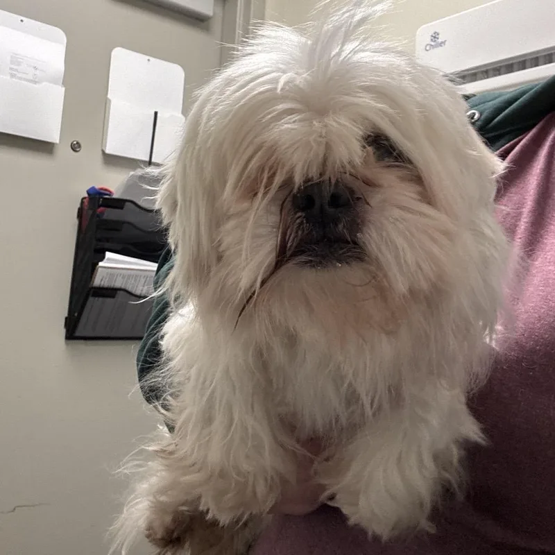 Kzeppelin thumbnail 5