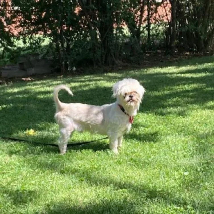 Kzeppelin thumbnail 6