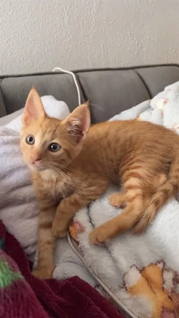 A baby small-sized male Domestic Short Hair cat named Oscar for adoption in Corpus Christi, TX