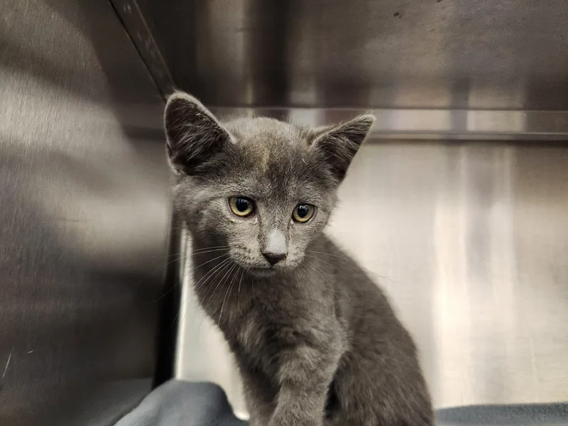 A baby medium-sized female Gray / Blue / Silver Domestic Short Hair cat named Clover for adoption in Liberty, MO
