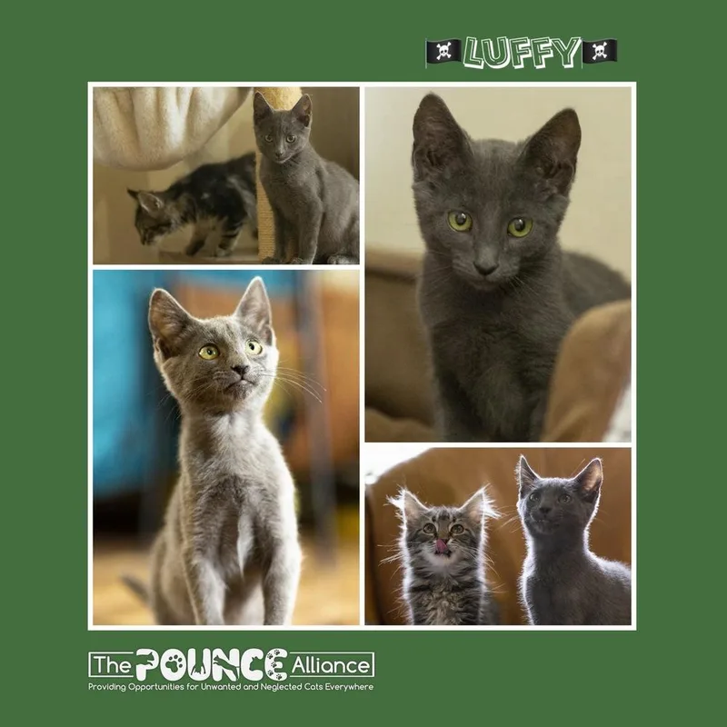 A baby small-sized male Gray / Blue / Silver Domestic Short Hair cat named Luffy for adoption in Liberty Lake, WA