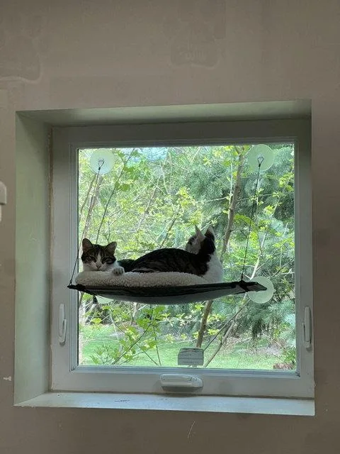 A young small-sized female Domestic Short Hair cat named Joy for adoption in Holland, MI